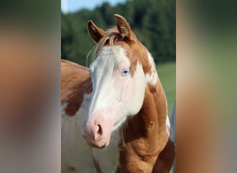 Paint Horse, Giumenta, 1 Anno, 153 cm, Overo-tutti i colori
