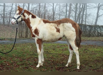 Paint Horse, Giumenta, 1 Anno, 153 cm, Overo-tutti i colori