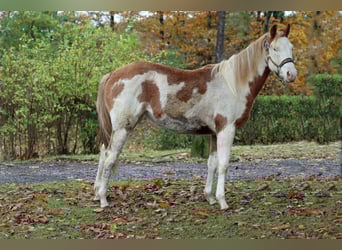 Paint Horse, Giumenta, 1 Anno, 153 cm, Overo-tutti i colori