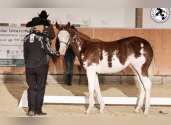 Paint Horse, Giumenta, 1 Anno, 153 cm, Overo-tutti i colori