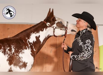 Paint Horse, Giumenta, 1 Anno, 153 cm, Overo-tutti i colori