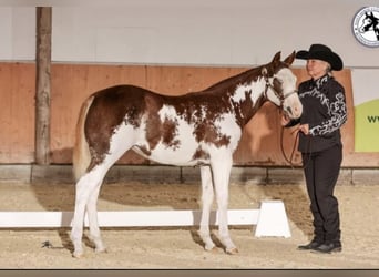 Paint Horse, Giumenta, 1 Anno, 153 cm, Overo-tutti i colori