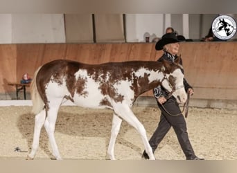 Paint Horse, Giumenta, 1 Anno, 153 cm, Overo-tutti i colori