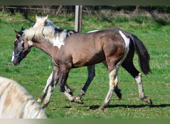 Paint Horse, Giumenta, 1 Anno, 154 cm, Grullo