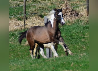 Paint Horse, Giumenta, 1 Anno, 154 cm, Grullo