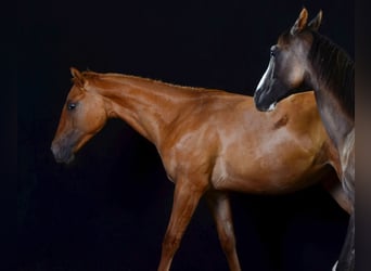 Paint Horse, Giumenta, 1 Anno, 154 cm, Red dun