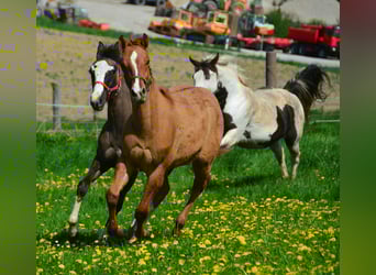 Paint Horse, Giumenta, 1 Anno, 154 cm, Red dun