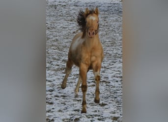 Paint Horse, Giumenta, 1 Anno, 155 cm, Champagne