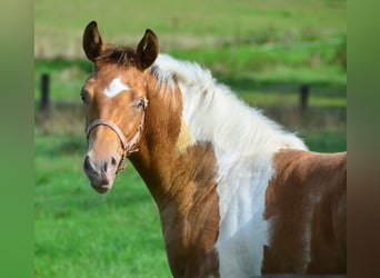 Paint Horse, Giumenta, 1 Anno, 155 cm, Pezzato