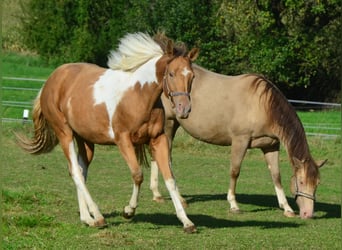 Paint Horse, Giumenta, 1 Anno, 155 cm, Pezzato