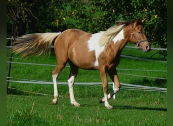 Paint Horse, Giumenta, 1 Anno, 155 cm, Pezzato