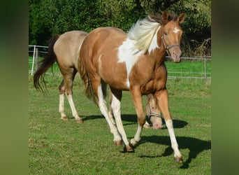 Paint Horse, Giumenta, 1 Anno, 155 cm, Pezzato