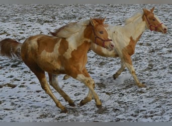 Paint Horse, Giumenta, 1 Anno, 155 cm, Pezzato