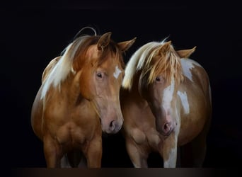 Paint Horse, Giumenta, 1 Anno, 155 cm, Tobiano-tutti i colori
