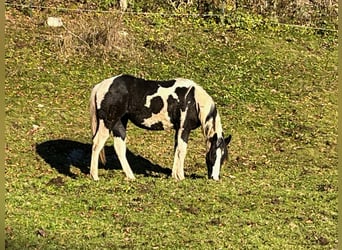 Paint Horse, Giumenta, 1 Anno, 155 cm, Tobiano-tutti i colori