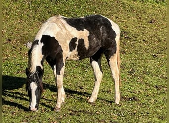 Paint Horse, Giumenta, 1 Anno, 155 cm, Tobiano-tutti i colori