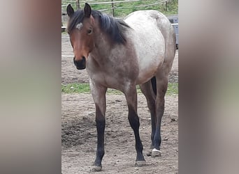 Paint Horse, Giumenta, 1 Anno, 158 cm, Baio roano