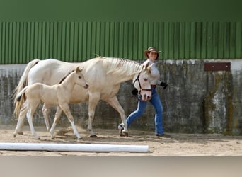 Paint Horse, Giumenta, 1 Anno, Champagne