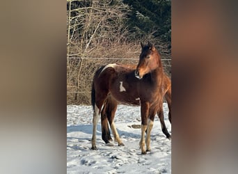 Paint Horse, Giumenta, 1 Anno, Tobiano-tutti i colori