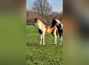 Paint Horse, Giumenta, 1 Anno, Tobiano-tutti i colori