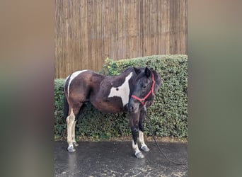 Paint Horse, Giumenta, 24 Anni, 155 cm, Pezzato