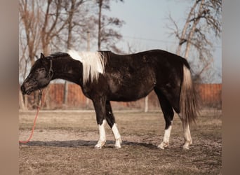 Paint Horse, Giumenta, 2 Anni, 145 cm, Può diventare grigio