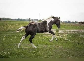 Paint Horse, Giumenta, 2 Anni, 145 cm, Può diventare grigio