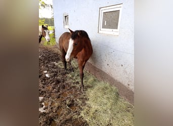 Paint Horse, Giumenta, 2 Anni, 150 cm, Baio nero
