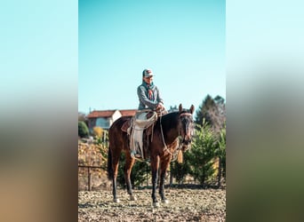 Paint Horse, Giumenta, 2 Anni, 150 cm, Baio scuro