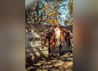Paint Horse, Giumenta, 2 Anni, 150 cm, Baio scuro