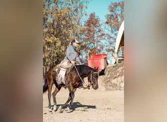 Paint Horse, Giumenta, 2 Anni, 150 cm, Baio scuro