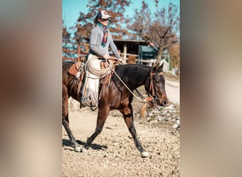 Paint Horse, Giumenta, 2 Anni, 150 cm, Baio scuro