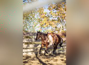 Paint Horse, Giumenta, 2 Anni, 150 cm, Baio scuro