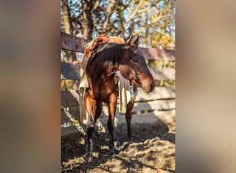 Paint Horse, Giumenta, 2 Anni, 150 cm, Baio scuro