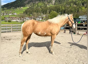 Paint Horse, Giumenta, 2 Anni, 150 cm, Palomino