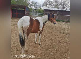 Paint Horse, Giumenta, 2 Anni, 150 cm, Pezzato