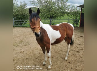 Paint Horse, Giumenta, 2 Anni, 150 cm, Pezzato