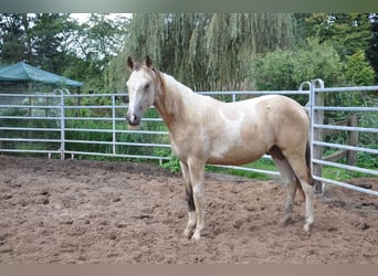 Paint Horse, Giumenta, 2 Anni, 150 cm, Tobiano-tutti i colori