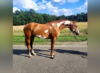 Paint Horse, Giumenta, 2 Anni, 152 cm, Overo-tutti i colori