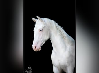 Paint Horse, Giumenta, 2 Anni, 152 cm, Pezzato