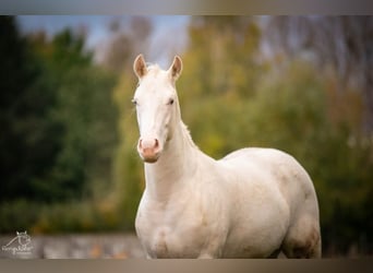 Paint Horse, Giumenta, 2 Anni, 152 cm, Pezzato