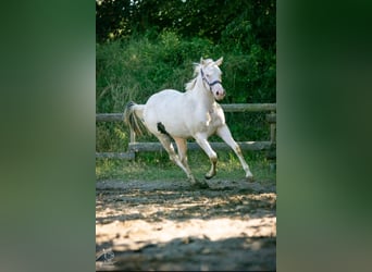 Paint Horse, Giumenta, 2 Anni, 152 cm, Pezzato