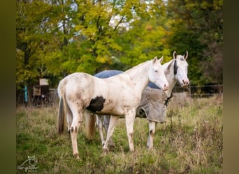 Paint Horse, Giumenta, 2 Anni, 152 cm, Pezzato