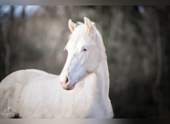 Paint Horse, Giumenta, 2 Anni, 152 cm, Pezzato