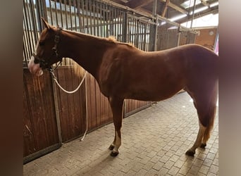 Paint Horse, Giumenta, 2 Anni, 152 cm, Sauro