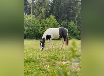 Paint Horse, Giumenta, 2 Anni, 154 cm, Tobiano-tutti i colori