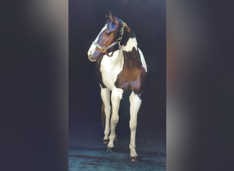 Paint Horse, Giumenta, 2 Anni, 154 cm, Tobiano-tutti i colori