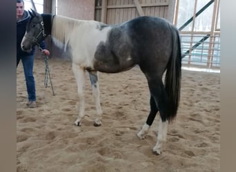 Paint Horse, Giumenta, 2 Anni, 154 cm, Tobiano-tutti i colori