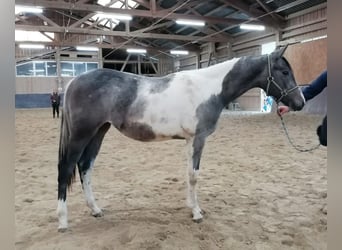 Paint Horse, Giumenta, 2 Anni, 154 cm, Tobiano-tutti i colori