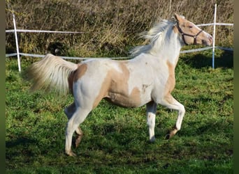Paint Horse, Giumenta, 2 Anni, 155 cm, Champagne